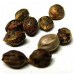 Семена марихуаны АК-47  (Seeds AK-47) в Ирбите